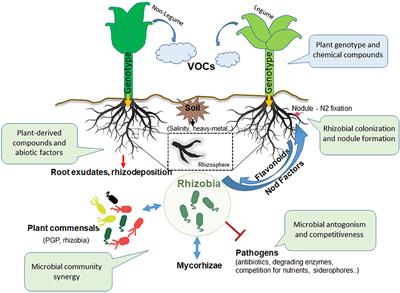 Frontiers The Rhizosphere Talk Show The Rhizobia On Stage